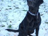 Archie