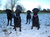The Gang