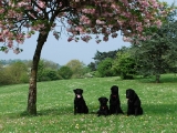 Under the blossom tree!