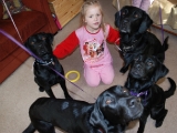 All the dogs with Katherine on her birthday sleepover