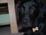 Stanley