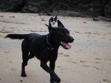 watch those EARS Archie!!