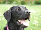 Molly