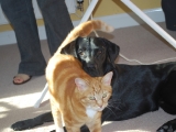 Stanley and Lucy