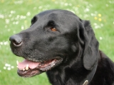 Charlie