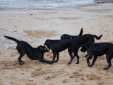 Stanley, Megan, Molly and ARchie