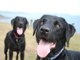 Molly and Archie