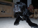 my gorgeous Charlie - 