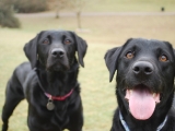Molly and Archie
