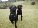Archie and Molly - waiting for the ball