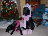 Stanley and Molly
