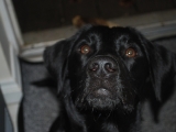 Stanley