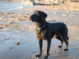 Archie