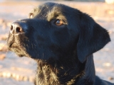 Archie