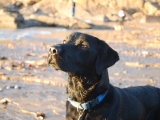 Archie