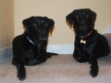 Father and Son - banished to the stairs because of the new arrivals!