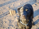 Archie