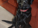 Molly