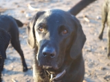 Charlie