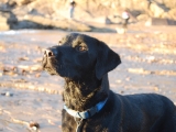 Archie