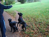 Stanley enjoying a walk with his mum and Dad