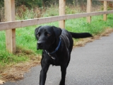 Archie