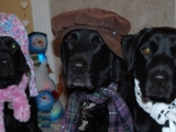 Molly, Charlie and Archie