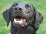 Maggin the Moo - what a fantastic smile!