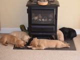 Seven Weeks Old