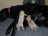 a day old