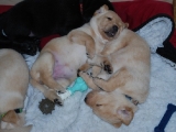 three and a half weeks old