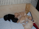 four weeks old