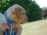 7 weeks old
