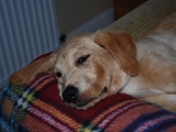 Melvin making himself at home 13wks