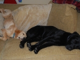 Melvin fast asleep! 14wks