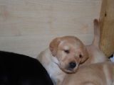 four weeks old