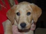 nine weeks old