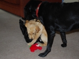 My playtime with Stanley and Mum