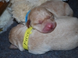 puppy pile