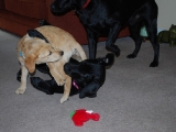 Me playing with Mum and my big bro Stanley