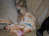 14wks