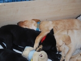 8 weeks old - Melvin sleeping (for a change!)