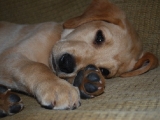 nine and a half weeks old