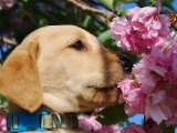 tasty these blossoms are!