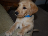seven and a half weeks