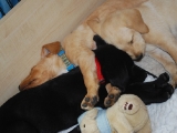 8 weeks