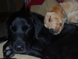 Archie and Melvin