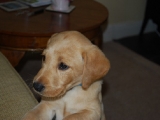 seven and a half weeks