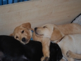 8 weeks