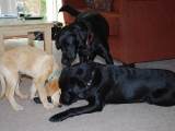ME with Stanley and Archie